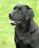 Labrador Retriever 9Y053D-139